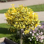 Саджанець Бересклет Емерал Голд на штамбі в контейнері