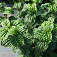 Саджанець Дерен Компресса на штамбі в контейнері