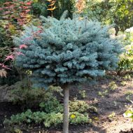 Саджанець Ялина колюча Глаука Глобоза на штамбi в контейнері