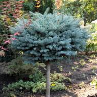 Саджанець Ялина колюча Глаука Глобоза на штамбi в контейнері