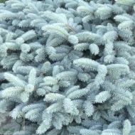 Саджанець Ялина колюча Глаука Глобоза на штамбi в контейнері