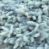 Саджанець Ялина колюча Глаука Глобоза на штамбi в контейнері