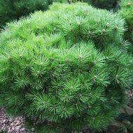 Саджанець Сосна чорна Бамбіно (щеплена) в контейнері