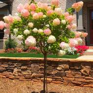 Саженец гортензии метельчатой ​​Пинк Леди на штамбе в контейнере