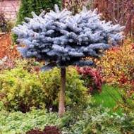 Саженец ели колючей Глаука Глобоза на штамбе в контейнере