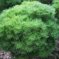 Саженец сосны черной Бамбино (привитой) в контейнере