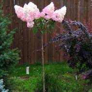 Саджанець Гортензія метельчаста Vanille Fraise renhy на штамбі в контейнері