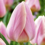 Тюльпан Дарвіна Apricot Delight (11/12)