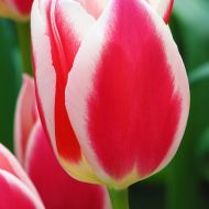 Тюльпан Дарвіна Candy Apple Delightt (11/12)