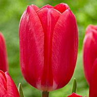 Тюльпан Дарвіна Cherry Delight (11/12)