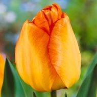 Тюльпан Дарвіна Daydream (11/12)