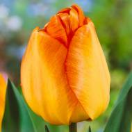 Тюльпан Дарвіна Daydream (11/12)