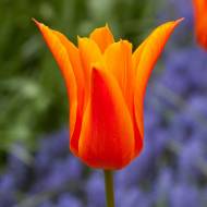 Тюльпан лілієцвітний Ballerina (11/12)