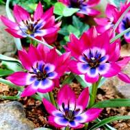 Тюльпан ботанічний Little Beauty (6/8)