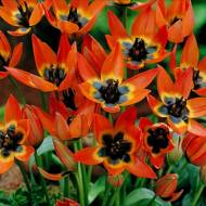 Тюльпан ботанічний Little Princess (6/8)