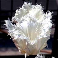 Тюльпан оторочений Noordeinde (11/12)