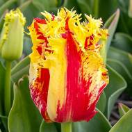 Тюльпан оторочений Phantom (11/12)