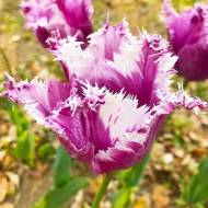 Тюльпан оторочений Purple Circus (11/12)