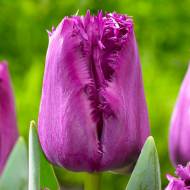 Тюльпан оторочений San Luiz (11/12)