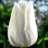 Тюльпан простой поздний Catherina (11/12)