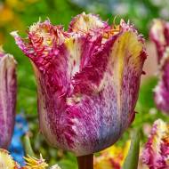 Тюльпан обрамленный Colour Fusion (11/12)