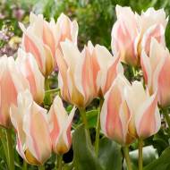 Тюльпан Грейга Серано (11/12)