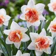Нарцисс махровый Candy Princess (12/14)
