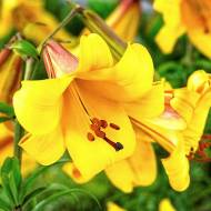 Лілія трубчаста Golden Splendor (14/16)