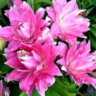 Лилия ориентальная Lotus Breeze (14/16)