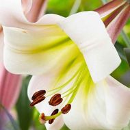 Лилейное дерево (ОТ гибрид) Eastern Moon (14/16)