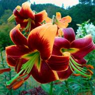 Лилейное дерево (ОТ гібрид) Red Morning (14/16)