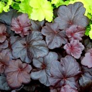 Саджанець Гейхера Obsidian в контейнері