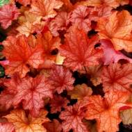 Саджанець Гейхера Rio в контейнері