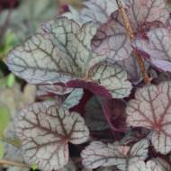 Саджанець Гейхера Silver Scrolls в контейнері