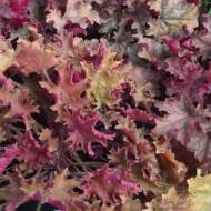 Саджанець Гейхера Cafe Amaretto в контейнері