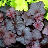 Саженец гейхеры Obsidian в контейнере