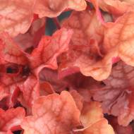 Саженец гейхеры Rio в контейнере