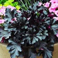 Саженец гейхеры Black Pearl в контейнере