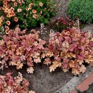 Саженец гейхеры Cafe Amaretto в контейнере