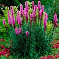 Саженец лиатриса розового в контейнере