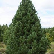 Саженец сосны кедровой Европейская (Кедр Европейский) в контейнере