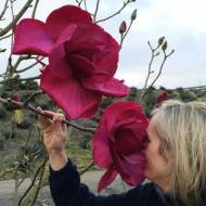 Саженец магнолии гибридной Felix Jury в контейнере