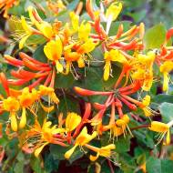 Саженец жимолости Брауна (вьющейся) в контейнере