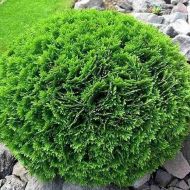 Саджанець Туя  Green Bubble в контейнері