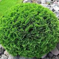 Саджанець Туя  Green Bubble в контейнері