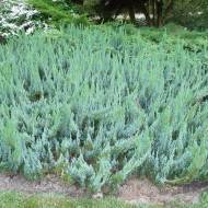 Саджанець Ялівець горизонтальний Alpina в контейнері