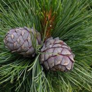 Саджанець Сосна кедрова Європейська (Кедр Європейський) в контейнері