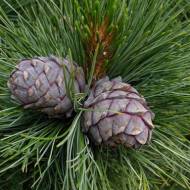 Саджанець Сосна кедрова Європейська (Кедр Європейський) в контейнері