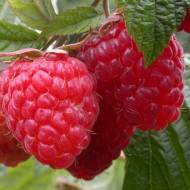 Саджанець Ремонтантна малина Геракл в контейнері