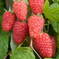 Саджанець Малина Каскад делайт в контейнері